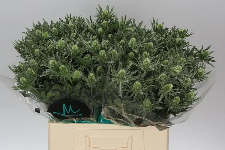 Eryngium Sirius 60 cm