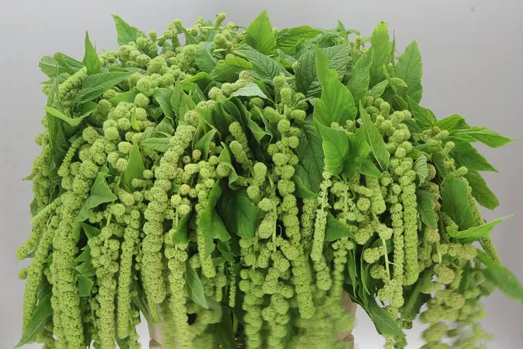 Amaranthus Ca Cycloop 80 cm