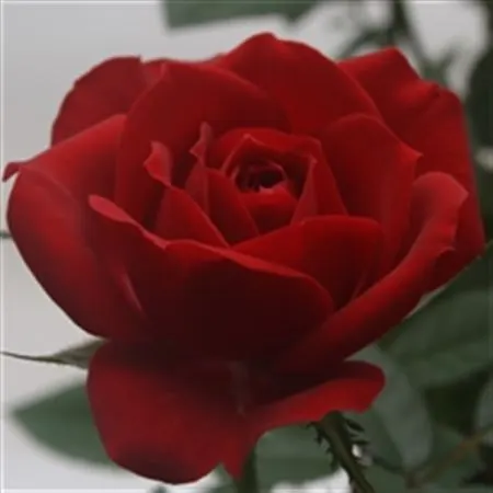 Rosa Jewel Red črepník 10 cm