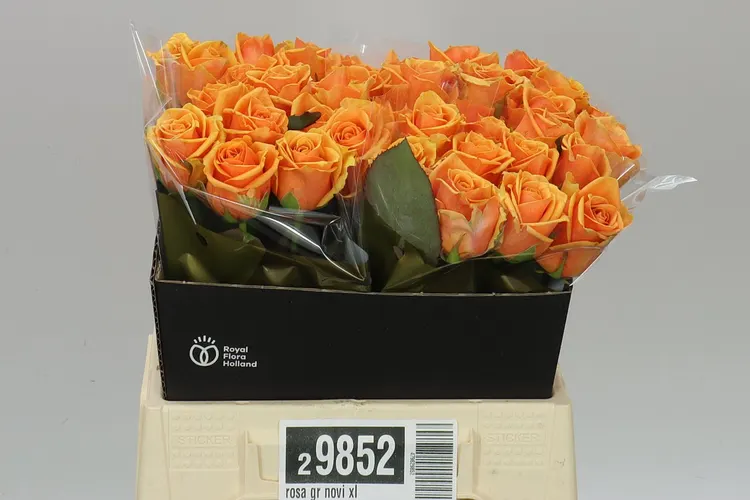 Rosa Gr Novi Xl 40 cm