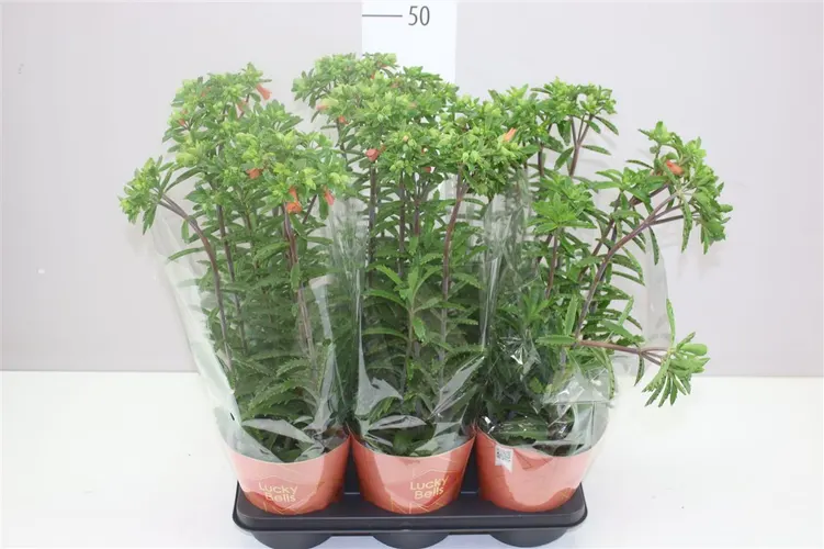 Kalanchoe Lucky Bells črepník 14 cm