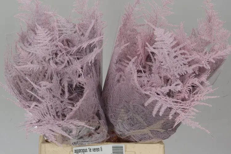 Asparágus 1e Veren Light Pink 45 cm
