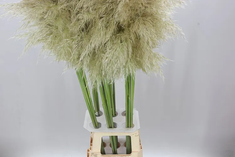 Cortaderia 130 cm