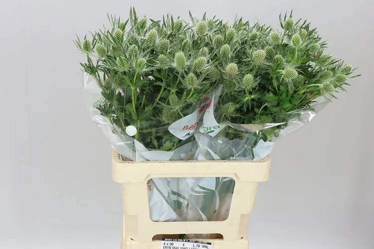 Eryngium Whit Lagoon 65 cm
