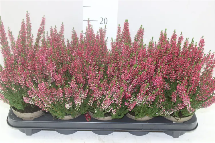 Vres G.girls červený črepník 11 cm