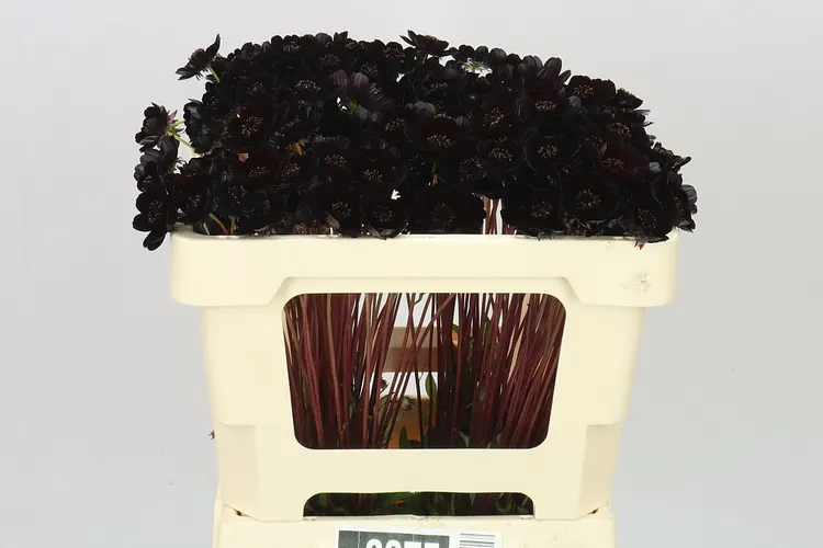 Cosmos Black Beauty 50 cm