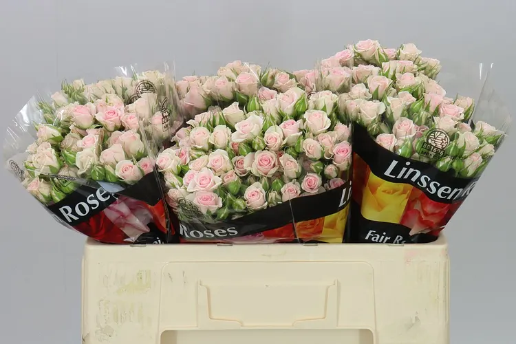 Rosa Tr Severina Ex 50 cm