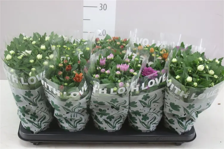 Chrysanth Gemengd Gevuld črepník 12 cm