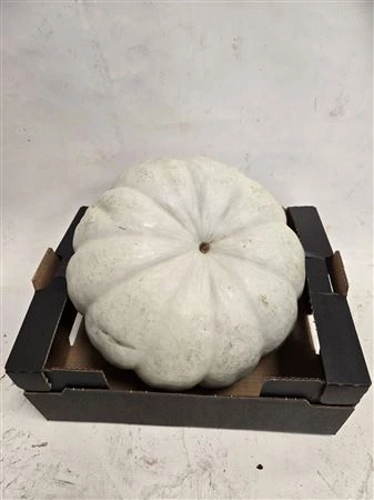 Okrasná tekvica M Halloween White