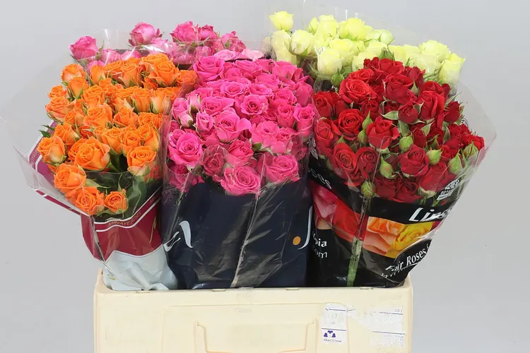 Rosa Tr Mixed In Bucket 60 cm