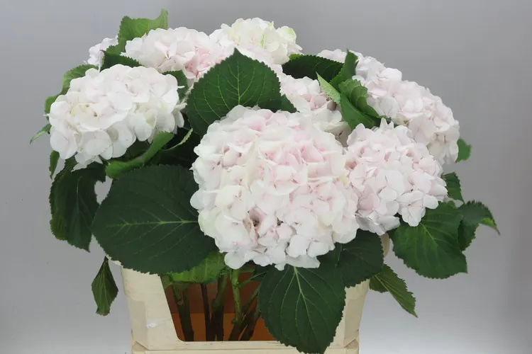Hyd Sweet Verena 80 cm
