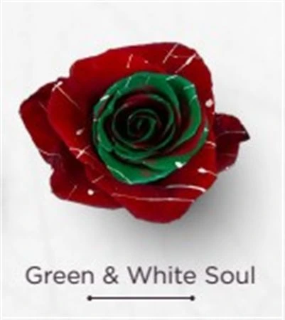 Ruža farbená Green White Soul, Ekvádor 50 cm