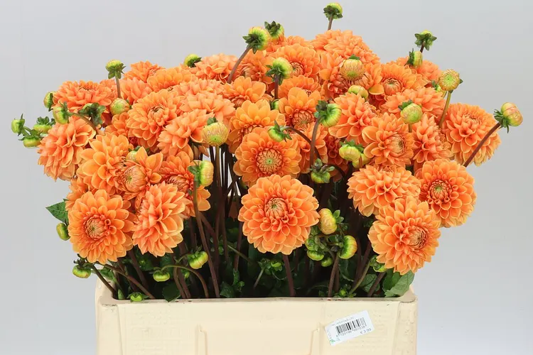 Dahlia Sylvia 60 cm