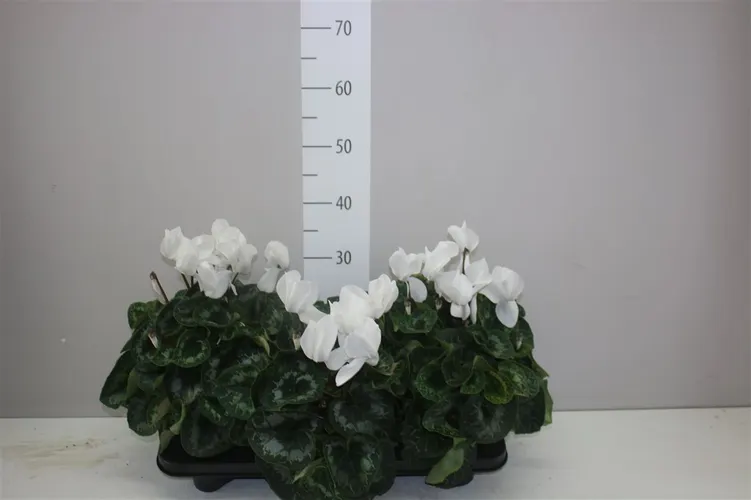 Cyklámen veľkokvetý Super Mammoth biely črepník 17 cm