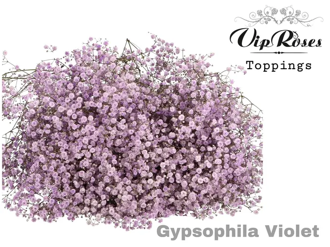Gypsofila Pa Violet 80 cm