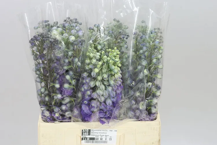 Delph El Purple Heart 60 cm