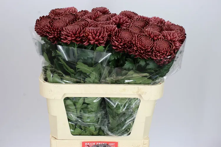 Chr G Bigoudi Red 75 cm