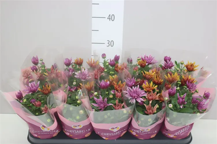 Chrysanth Artistic Jeff Carnaval črepník 12 cm