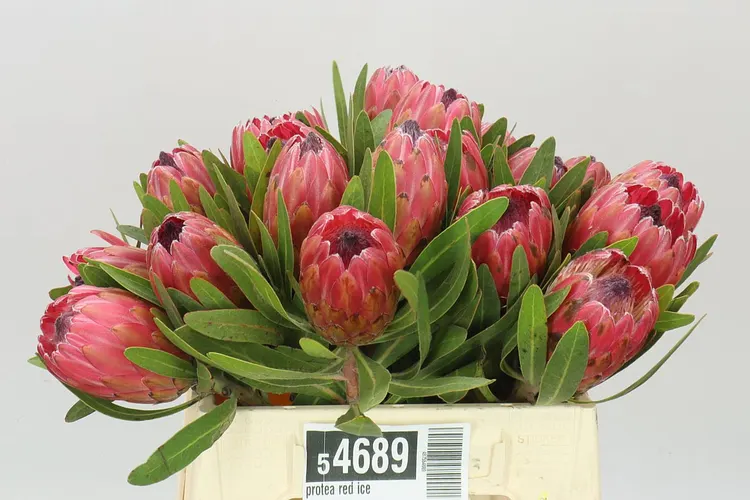 Protea Red Ice 40 cm