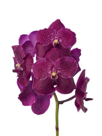 Vanda Tayanee Cerise X25
