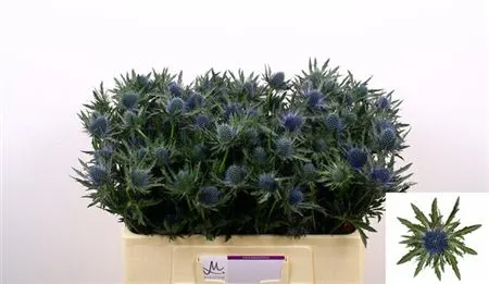 Eryngium Aqua 50 cm