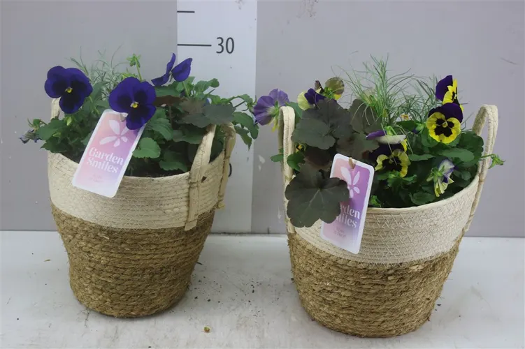 Viola Cornuta In Touwmand Met Hengsel Mixtrolley črepník 29 cm