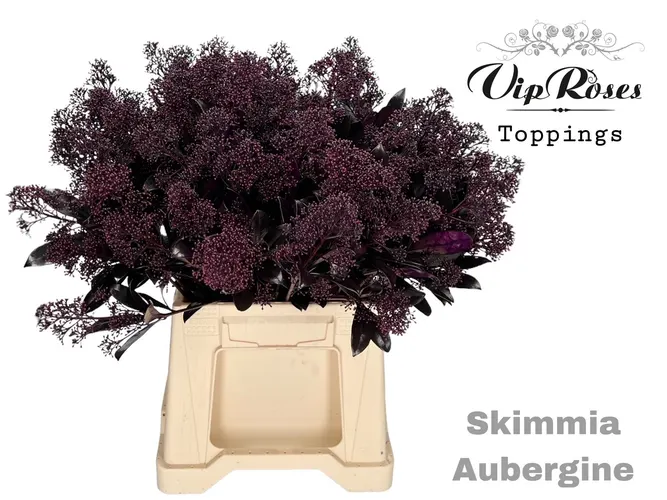 Skimmia Aubergine 45 cm