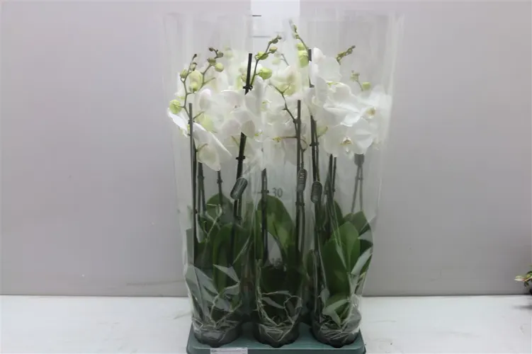 Orchidea Phalaenopsis Cambridge, 2 výhony črepník 12 cm
