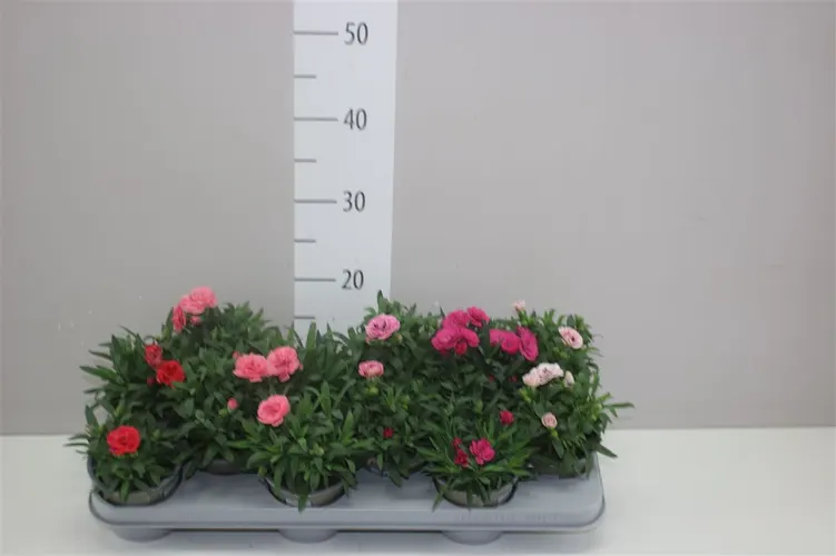 Dianthus Gemengd črepník 11 cm