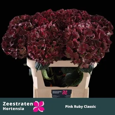Hyd Ruby Pink Classic 80 cm