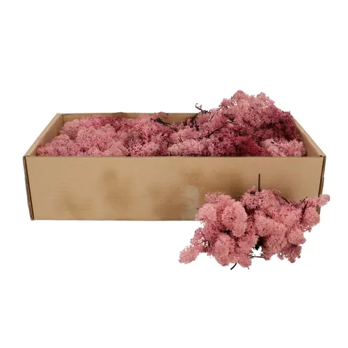 Stabilizovaný sobí mach, ružový, 400 až 500 g