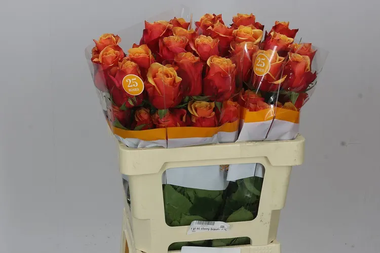 Ruža Cherry Brandy, Ekvádor 50 cm