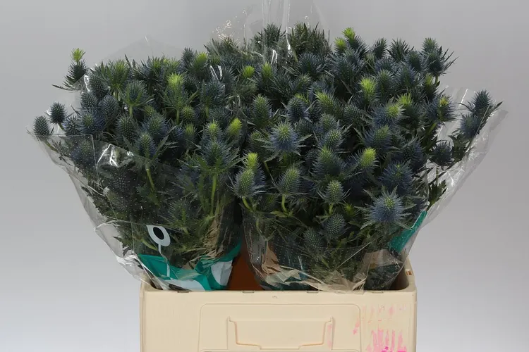 Eryngium Supernova 60 cm