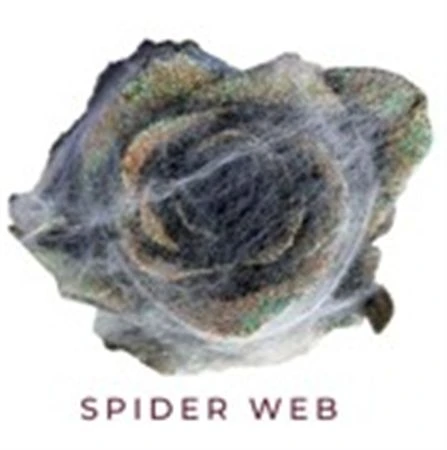 Ruža farbená Spider Web, Ekvádor 50 cm