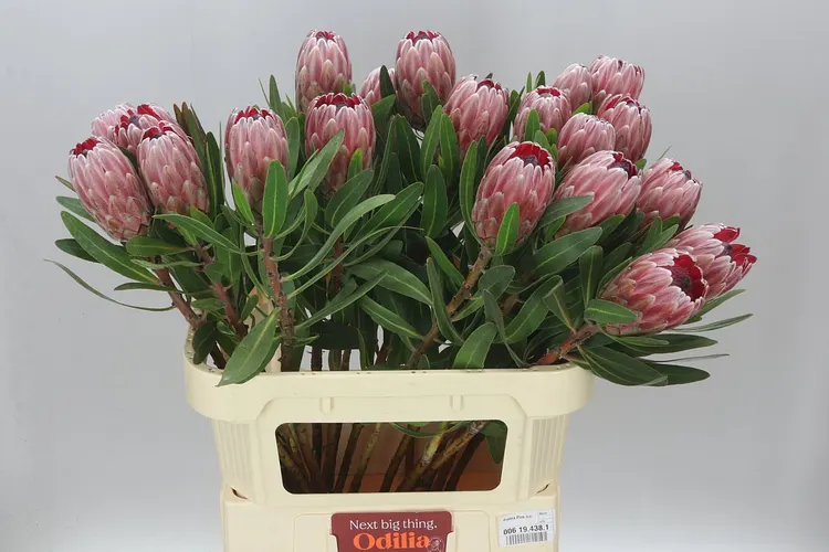 Protea Pink Ice 80 cm