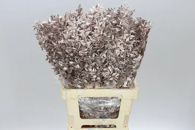 Dried Ruscus Platina 70 cm