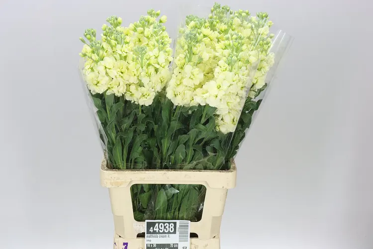 Matthiola Cream It. Imp 70 cm