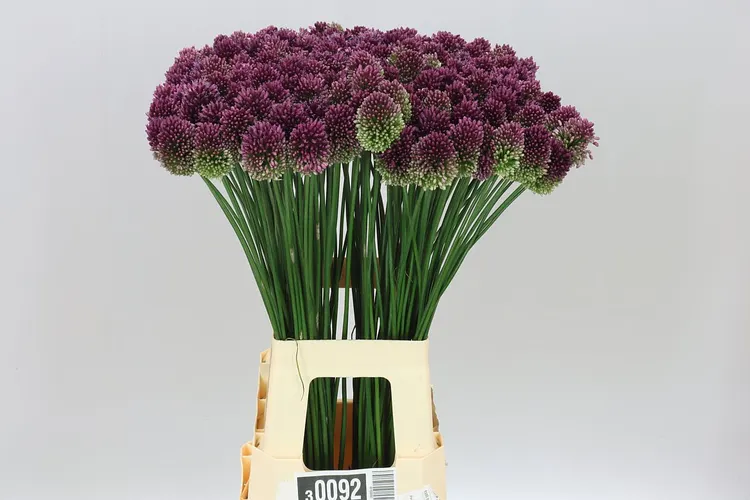 Allium Sphaerocephalon 70 cm