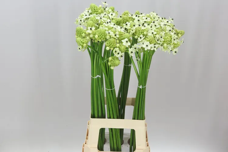 Ornithogalum Saundersiae 80 cm