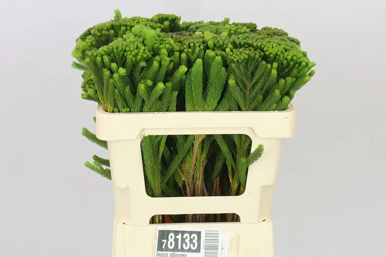 Kaaps Brunia Albigreen 50 cm