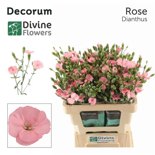 Di Solomio Rose 60 cm