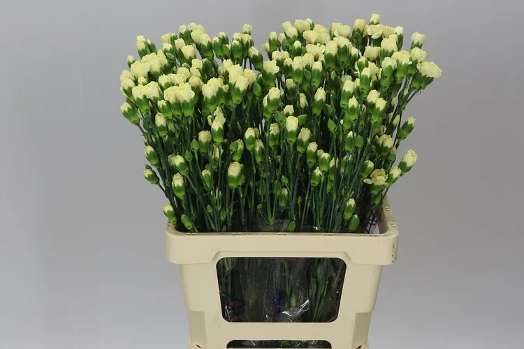 Di Tr. Col. Cream 60 cm