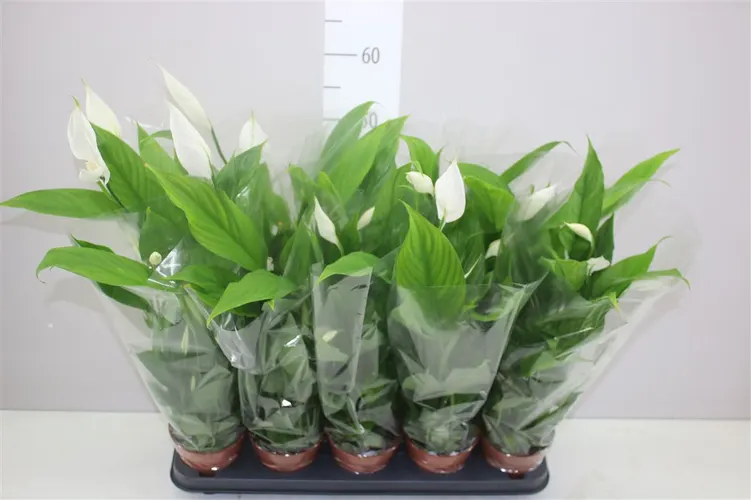 Spathiphyllum Alana črepník 12 cm