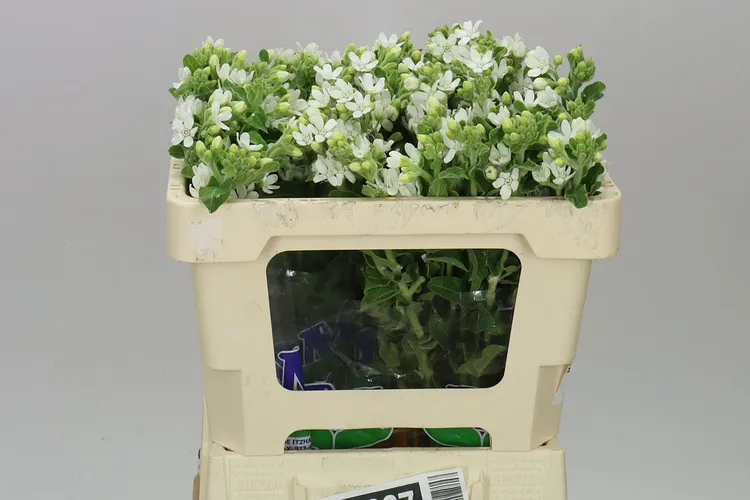 Oxypetalum Coeruleum White 50 cm