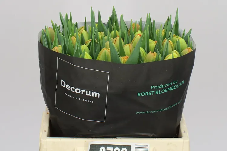 Tulipán plnokvetý Icoon 36 cm