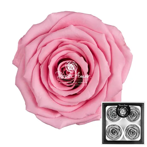 Pres. Bellisima Pin06