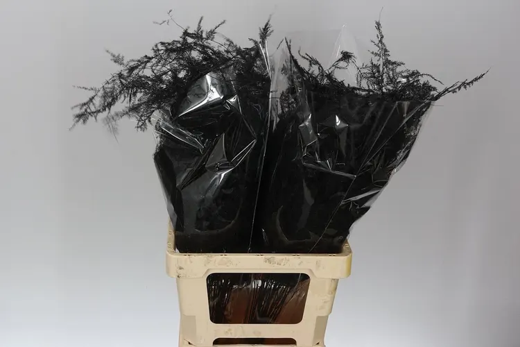 Asparagus Extra Veren Black 65 cm