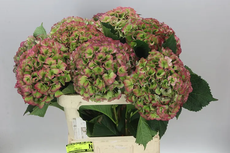 Hortenzia Parade Classic 80 cm