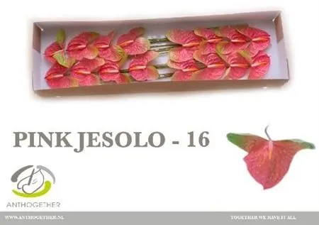 Anth Pink Jesolo