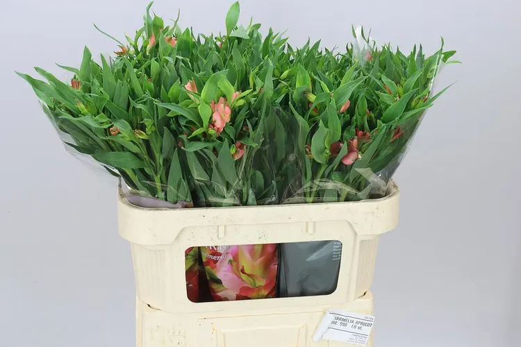 Alstroméria Charm Apricot 70 cm